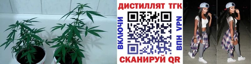 кракен tor  Медвежьегорск  сайты даркнета формула  Дистиллят ТГК THC oil 